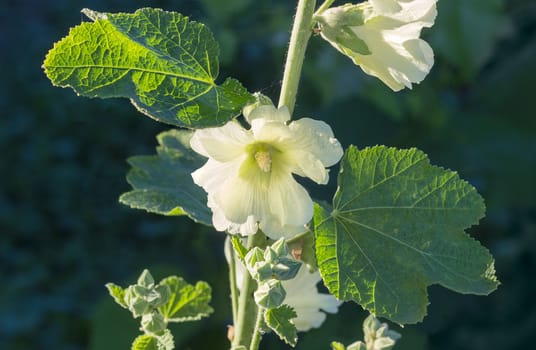 Stalk of the mallow with white flower on a dark green background
