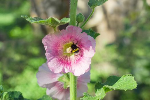 Stalk of the mallow with purple flower and bee on it on a blurred background
