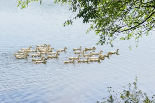 Group of the white domestic ducks on a pond under the willow branches
