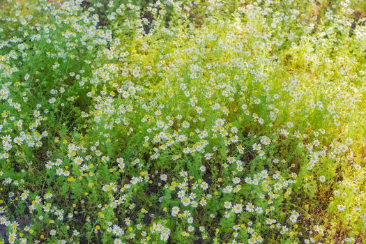 Background of the chamomiles on a meadow closeup during sunrise
