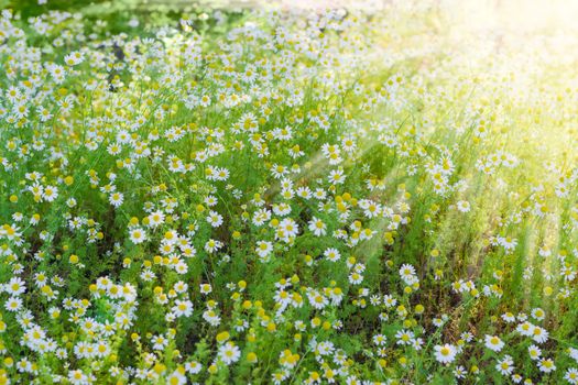 Background of the chamomiles on a meadow  closeup in the sun beams during sunrise
