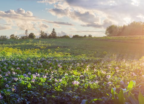 Field with plantation of the flowering potatoes in the foreground against trees and sky with clouds at sunset
