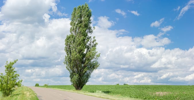 Solitary black poplar on the roadside of a rural road among the fields in summer in windy weather
