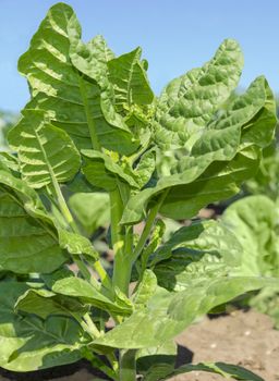 Stem of tobacco with young leaves on a plantation against sky close-up
