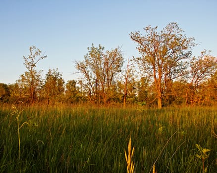 Beautiful edge of the evening forest in the rays of the setting sun.