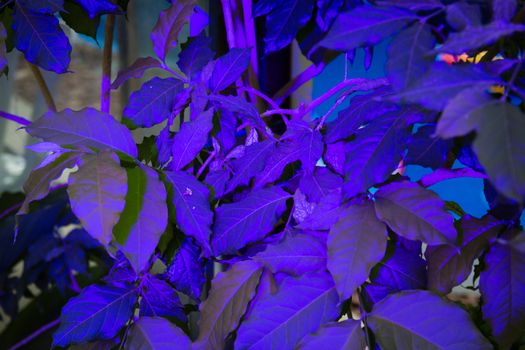 Leaves illuminated by purple color led light
