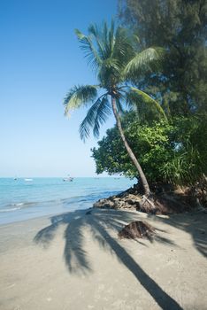 Coconut plam tree with blue sky and sea beach at background