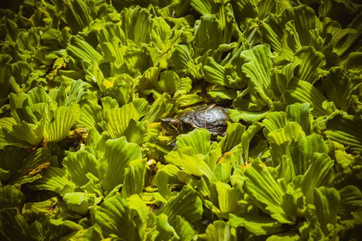 Japanese turtle peeking from leaves.