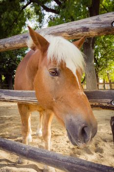 Horse looking to the camera over fence.
