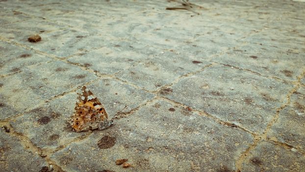 Dead orange butterfly on the pavement.