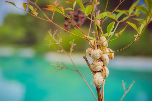 Close up of snails on a branch.