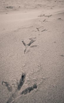 Bird footprints on sand beach.