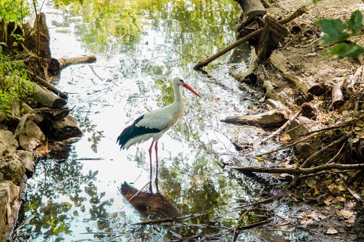 White Stork standing in the lake.