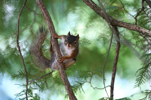 Red Squirrel on branch in tree summer