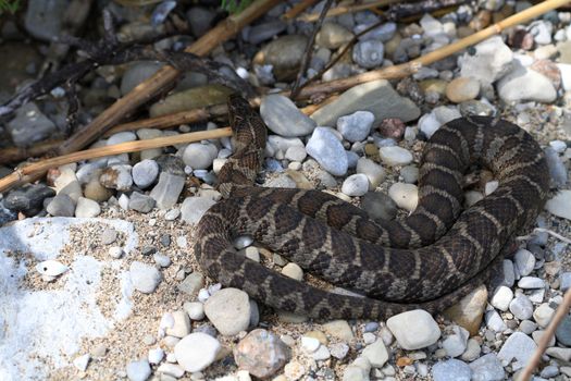 Northern Water Snake warming in summer sun