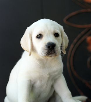 little yellow labrador puppy sitting on yellow background