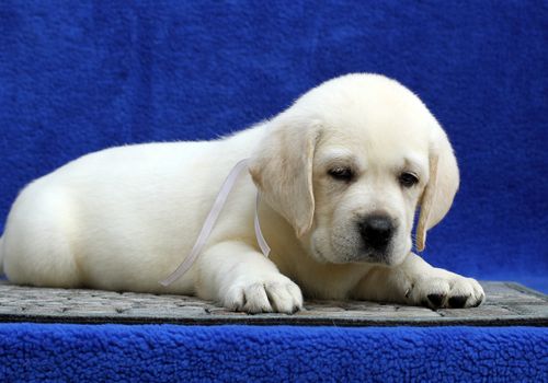 the little yellow labrador puppy sitting on blue background