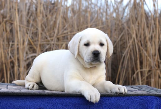 little cute yellow labrador puppy sitting on blue background