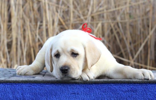 a little cute yellow labrador puppy sitting on blue background