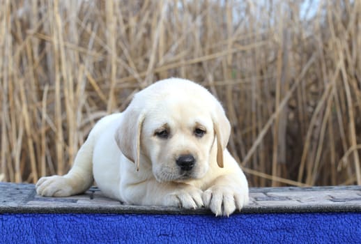 the little cute yellow labrador puppy sitting on blue background