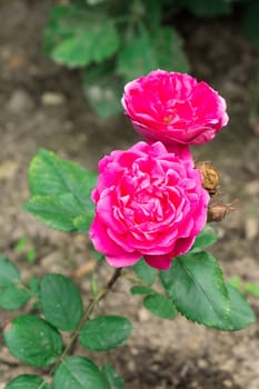 Pink rose in the garden, beautiful flower, Russia, summer