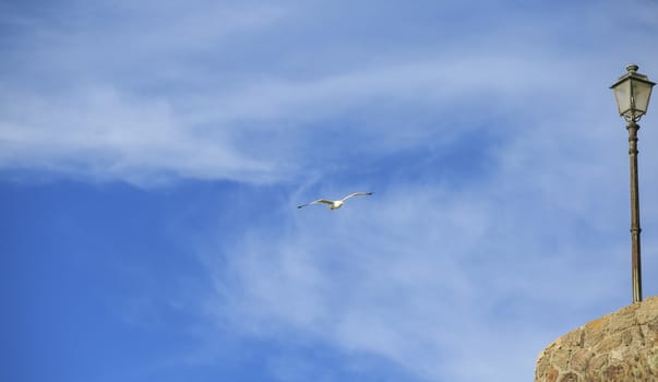 Bird flying in a blue sky