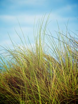Feather-Grass on Blurred Blue Sky background in Summer Day Outdoors