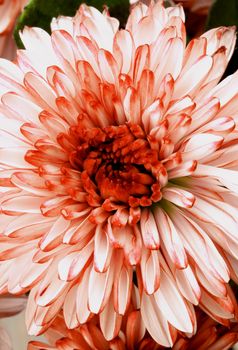 Beautiful Red and White Chrysanthemum closeup as Background