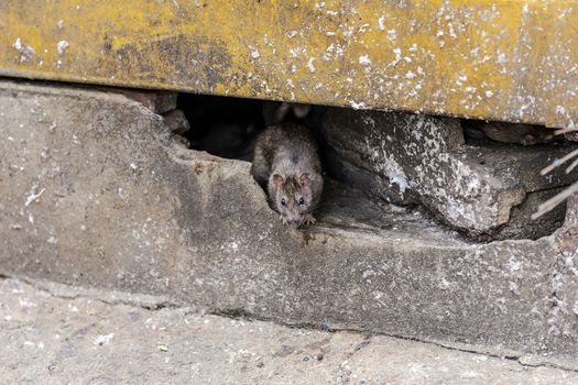 A rat come out from under the building. selective focus