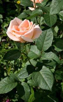 beautiful cream rose in bright morning sunlight