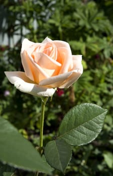 beautiful cream rose in bright morning sunlight