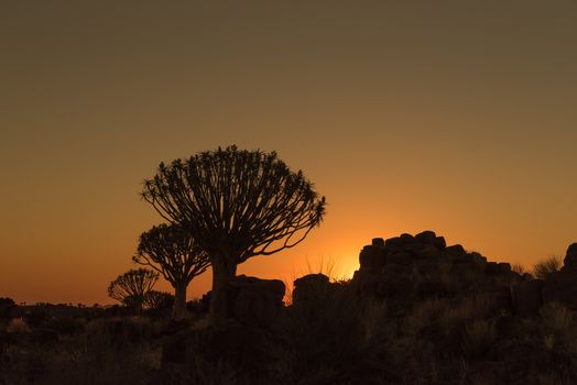 Silhouettes at sunset of quiver trees and rocks at the forest at Garas Park Rest Camp, near Keetmanshoop on the B1-road  to Mariental
