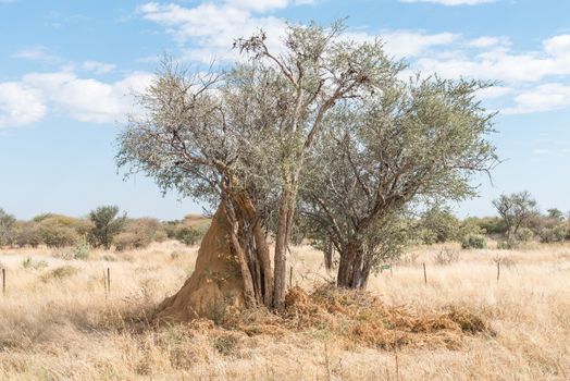 An anthill below a tree next to the B1-road between Okahandja and Otjiwarongo in the Otjozondjupa Region of Namibia