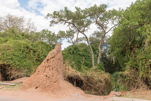 An anthill pointing North at the Waterberg Mountain Plateau near Otjiwarongo in the Otjozondjupa Region of Namibia