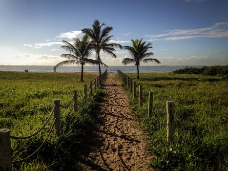 View of a sand pathway leading to the beach and palm trees against blue sky