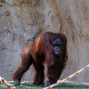 FUENGIROLA, ANDALUCIA/SPAIN - JULY 4 : Orangutan at the Bioparc Fuengirola Costa del Sol Spain on July 4, 2017