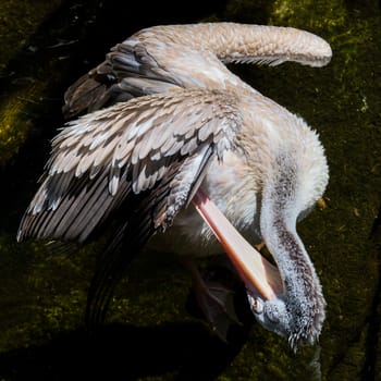 FUENGIROLA, ANDALUCIA/SPAIN - JULY 4 : Spot-Billed Pelican (Pelecanus philippensis) at the Bioparc Fuengirola Costa del Sol Spain on July 4, 2017