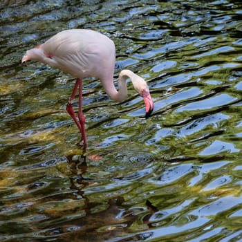 FUENGIROLA, ANDALUCIA/SPAIN - JULY 4 : Greater Flamingos (Phoenicopterus roseus) at the Bioparc Fuengirola Costa del Sol Spain on July 4, 2017