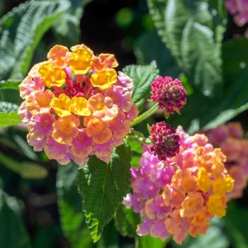 Lantana Camara shrub in Marbella Spain