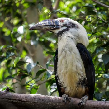 Visayan Hornbill (Penelopides panini) at the Bioparc in Fuengirola