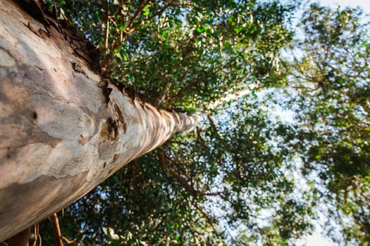 Eucalyptus tree in low angle shot. Close up shot. Vibrant color.