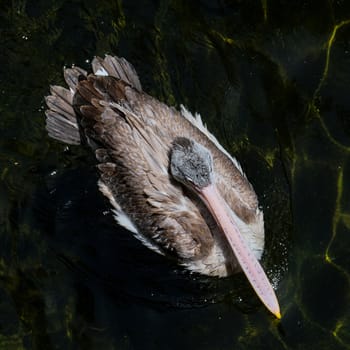 FUENGIROLA, ANDALUCIA/SPAIN - JULY 4 : Spot-Billed Pelican (Pelecanus philippensis) at the Bioparc Fuengirola Costa del Sol Spain on July 4, 2017