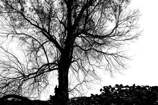 Silhouette of bare tree - black and white