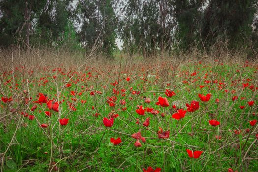 Field of red anemones