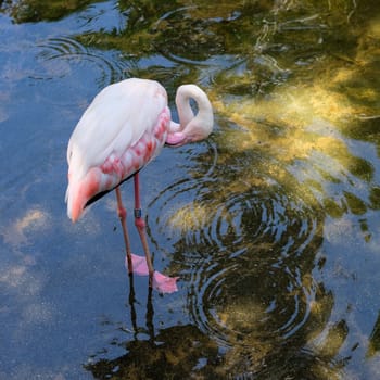 FUENGIROLA, ANDALUCIA/SPAIN - JULY 4 : Greater Flamingos (Phoenicopterus roseus) at the Bioparc Fuengirola Costa del Sol Spain on July 4, 2017