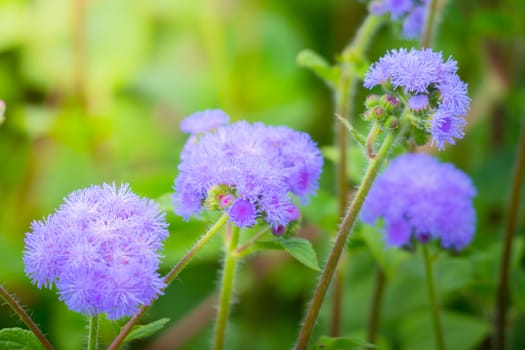 The background image of the colorful flowers, background nature