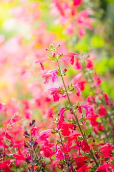 The background image of the colorful flowers, background nature