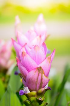 The background image of the colorful flowers, background nature