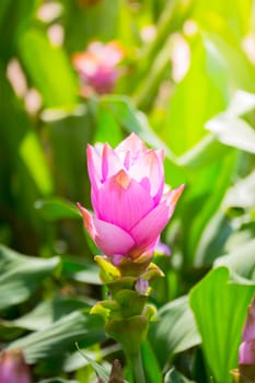 The background image of the colorful flowers, background nature