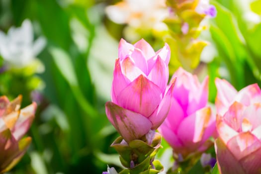 The background image of the colorful flowers, background nature